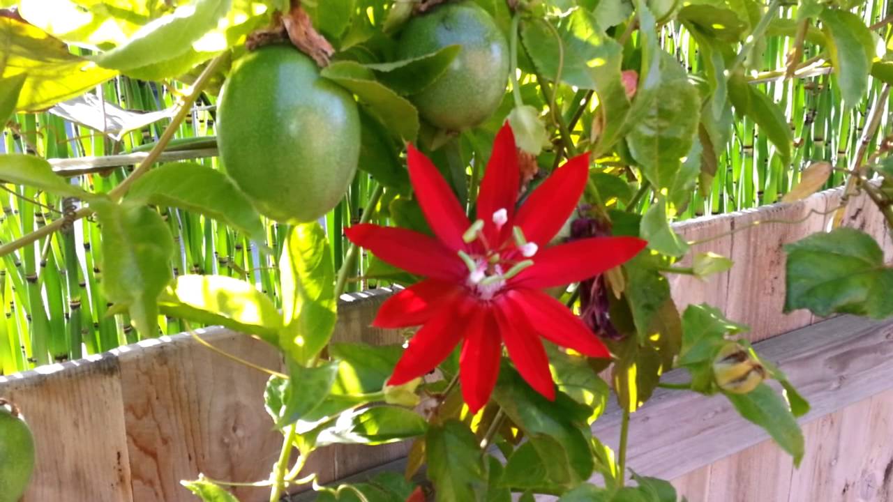 Red Flower with Green Logo - Red Passion Flower & Green Fruits - Santa Barbara, CA - YouTube