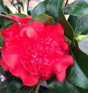Red Flower with Green Logo - Camellia - Ruby Wedding. 5 Litre Pot Double Red Flowers. Glossy ...