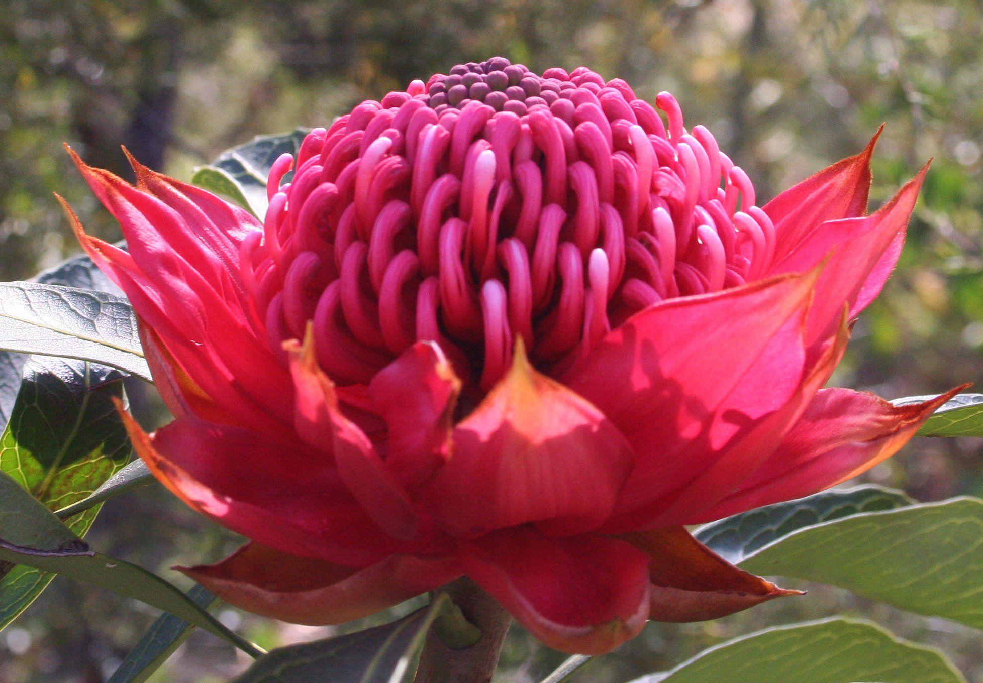 Red Flower with Green Logo - Telopea speciosissima