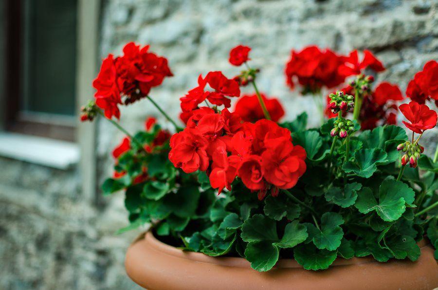 Red Flower with Green Logo - Growing Geranium: Geranium Plant Care & Flower Varieties | Garden Design