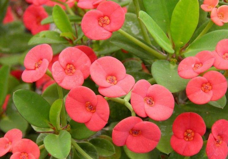 Red Flower with Green Logo - Euphorbia milii (Crown of Thorns)