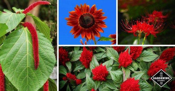 Red Flower with Green Logo - List of the Best Red Flowers for Your Garden