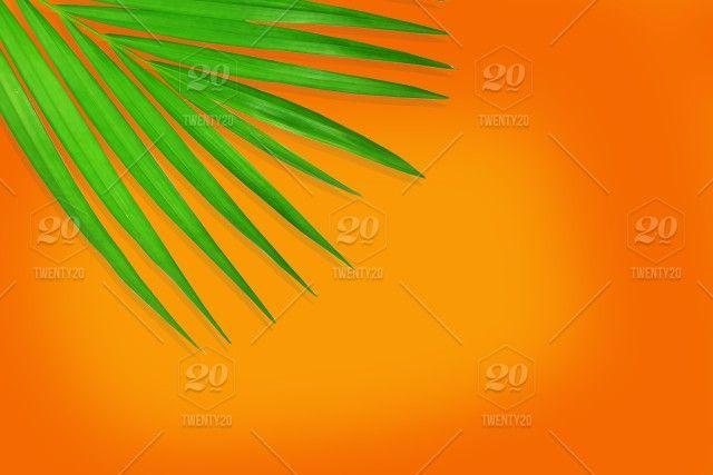 Fashion with Yellow Tree Logo - Top view palm tree leaf on trendy orange summer background,green ...