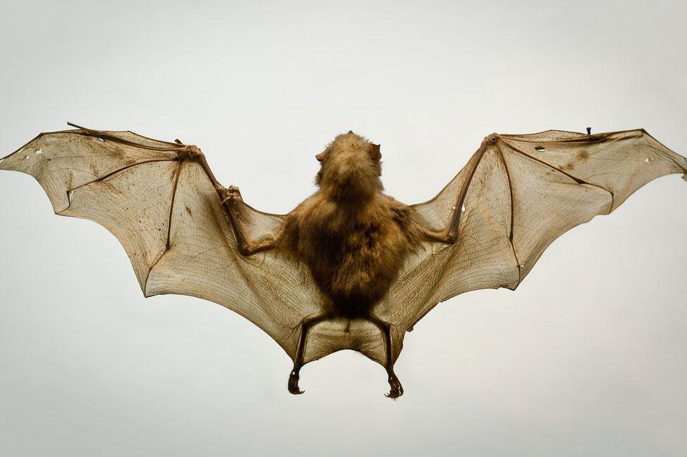 Vampire Bat Logo - How Do Vampire Bats Use Their Noses To Detect Prey? | A Moment of ...