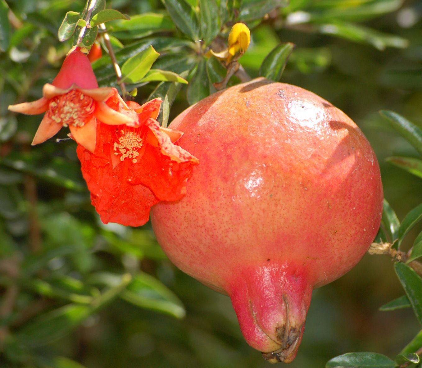 Pomegranate Flower Logo - File:Pomegranate flower and fruit.jpg - Wikimedia Commons