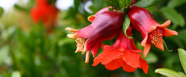 Pomegranate Flower Logo - Punica granatum - Pomegranate - An antioxidant goldmine! - Home