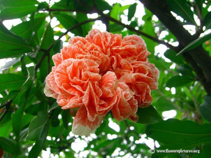 Pomegranate Flower Logo - Nar Çiçeği! | Çiçeklendim | Pinterest | Flowers, Flower pictures and ...