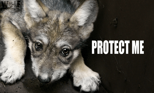 Native Wolf Logo - Taxpayers Fund Killing of Endangered Mexican Wolf