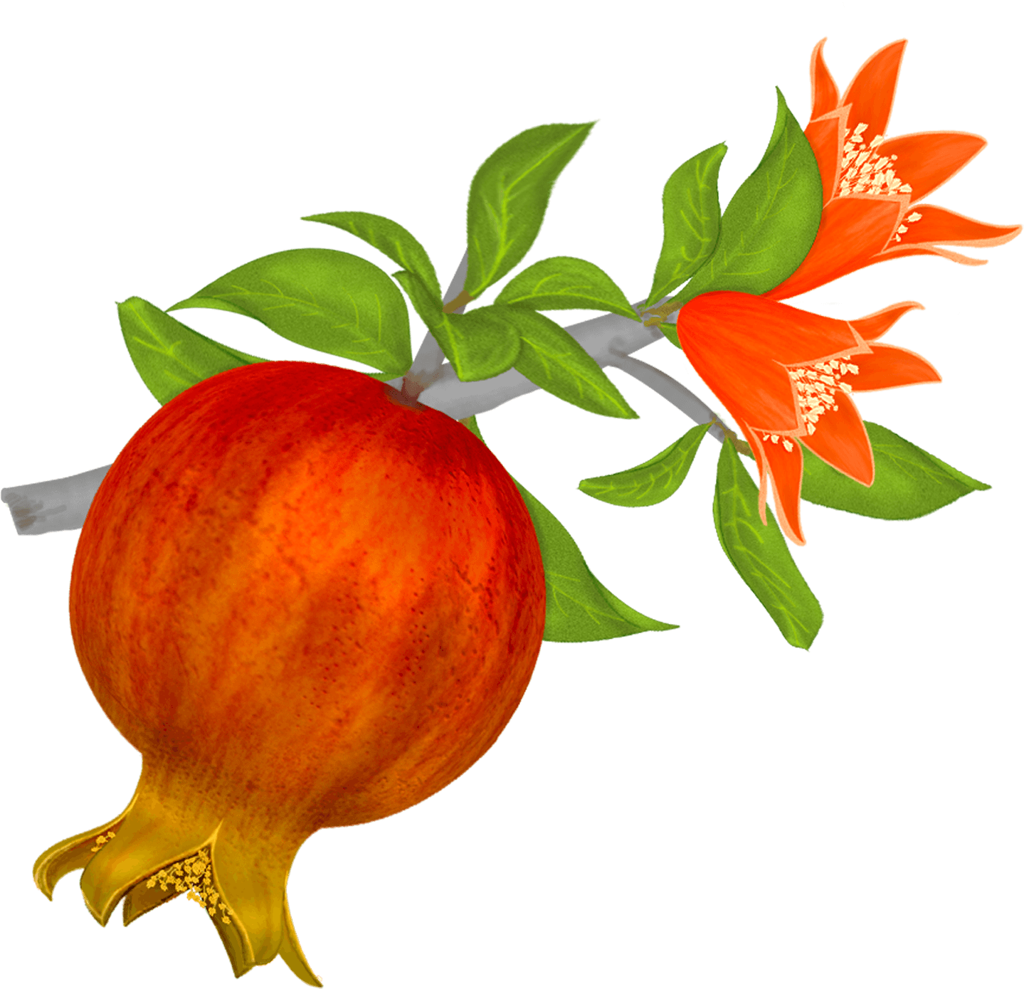 Pomegranate Flower Logo - Pin szerzője: János Percsics, közzétéve itt: graphics | Pomegranate ...