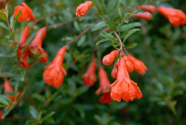 Pomegranate Flower Logo - Dwarf Pomegranate - Monrovia - Dwarf Pomegranate