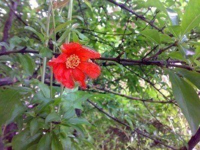 Pomegranate Flower Logo - Pomegranate Flower Drop - How To Prevent Bud Drop On Pomegranate