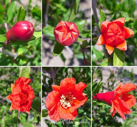 Pomegranate Flower Logo - Flowering Pomegranate