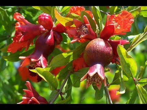 Pomegranate Flower Logo - Pomegranate Tree? - YouTube