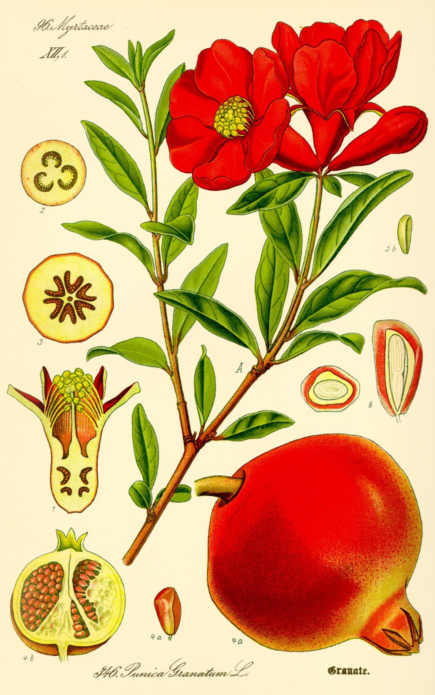 Pomegranate Flower Logo - Pomegranate