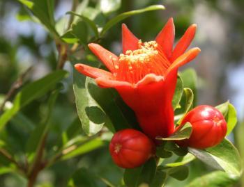 Pomegranate Flower Logo - Pomegranate Tree | LoveToKnow