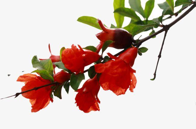 Pomegranate Flower Logo - The Pomegranate Tree Is Blossoming, Tree Clipart, Pomegranate ...
