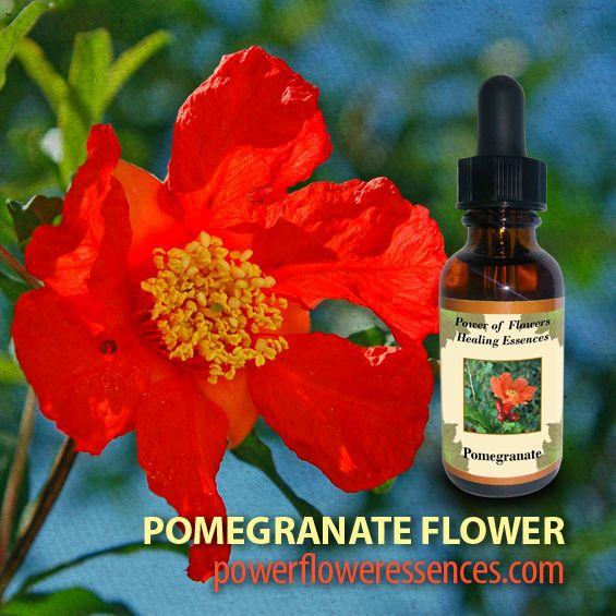 Pomegranate Flower Logo - Pomegranate Flower Essence | | Pomegranate Flower Remedy