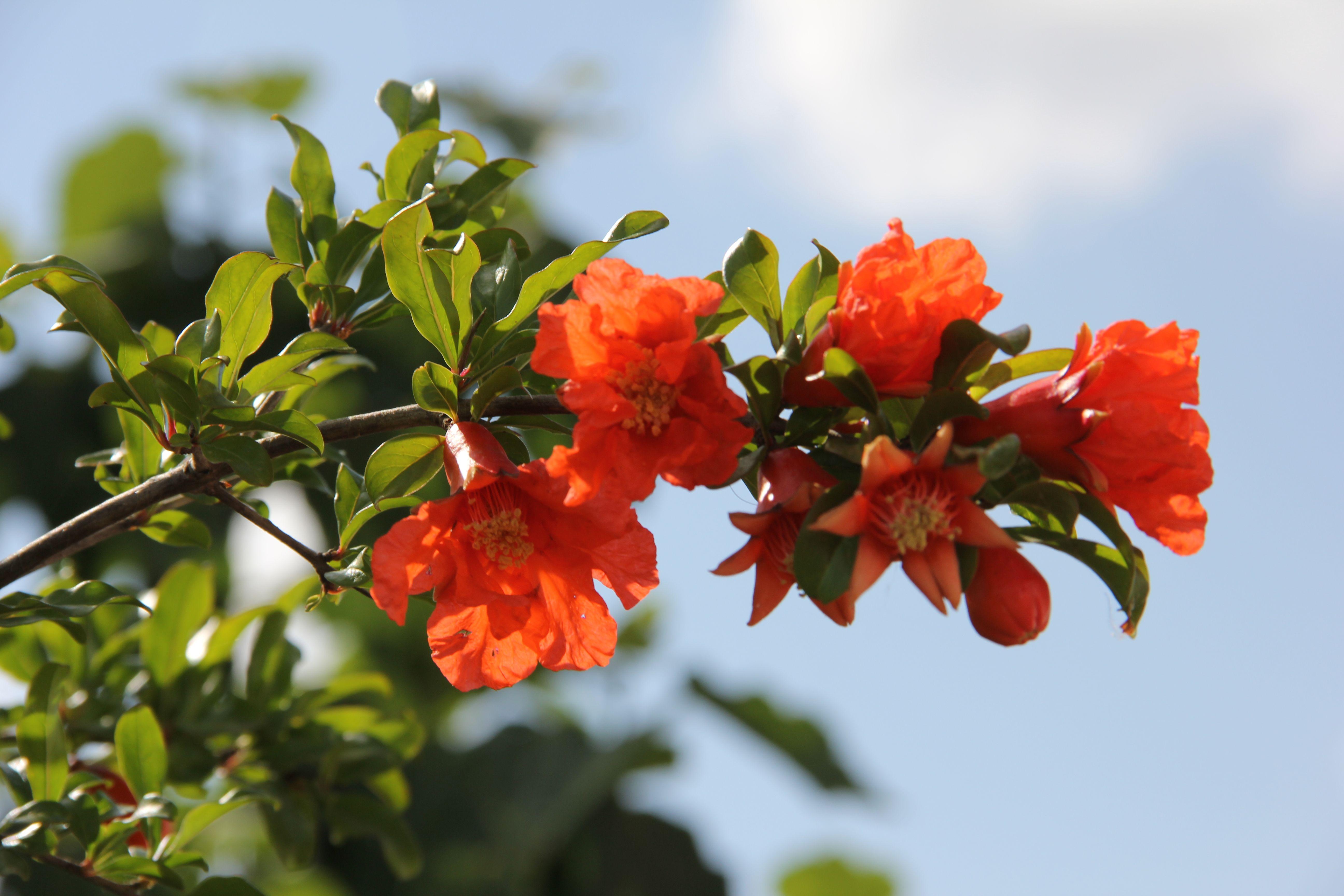 Pomegranate Flower Logo - File:Pomegranate flowers(23).JPG - Wikimedia Commons