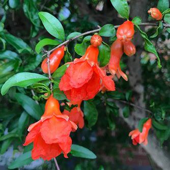 Pomegranate Flower Logo - How To Grow Promegranates - eco-organic garden by OCP