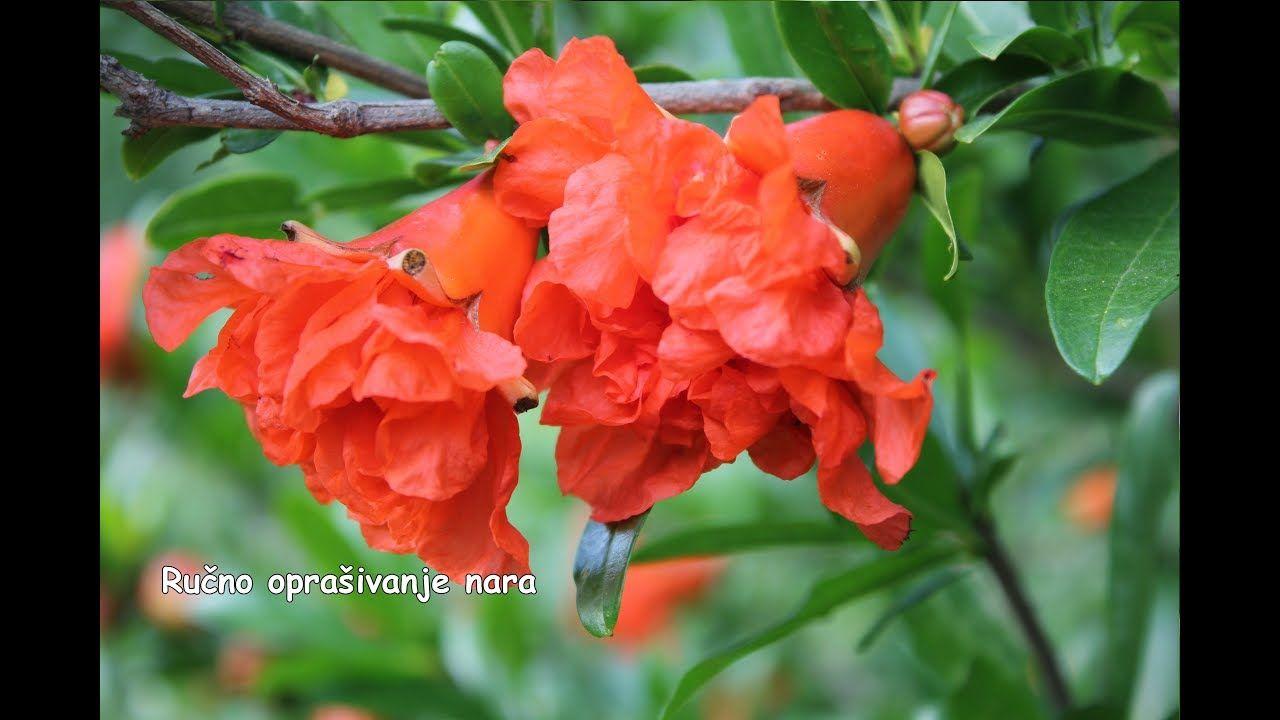 Pomegranate Flower Logo - Ručno oprašivanje nara - YouTube