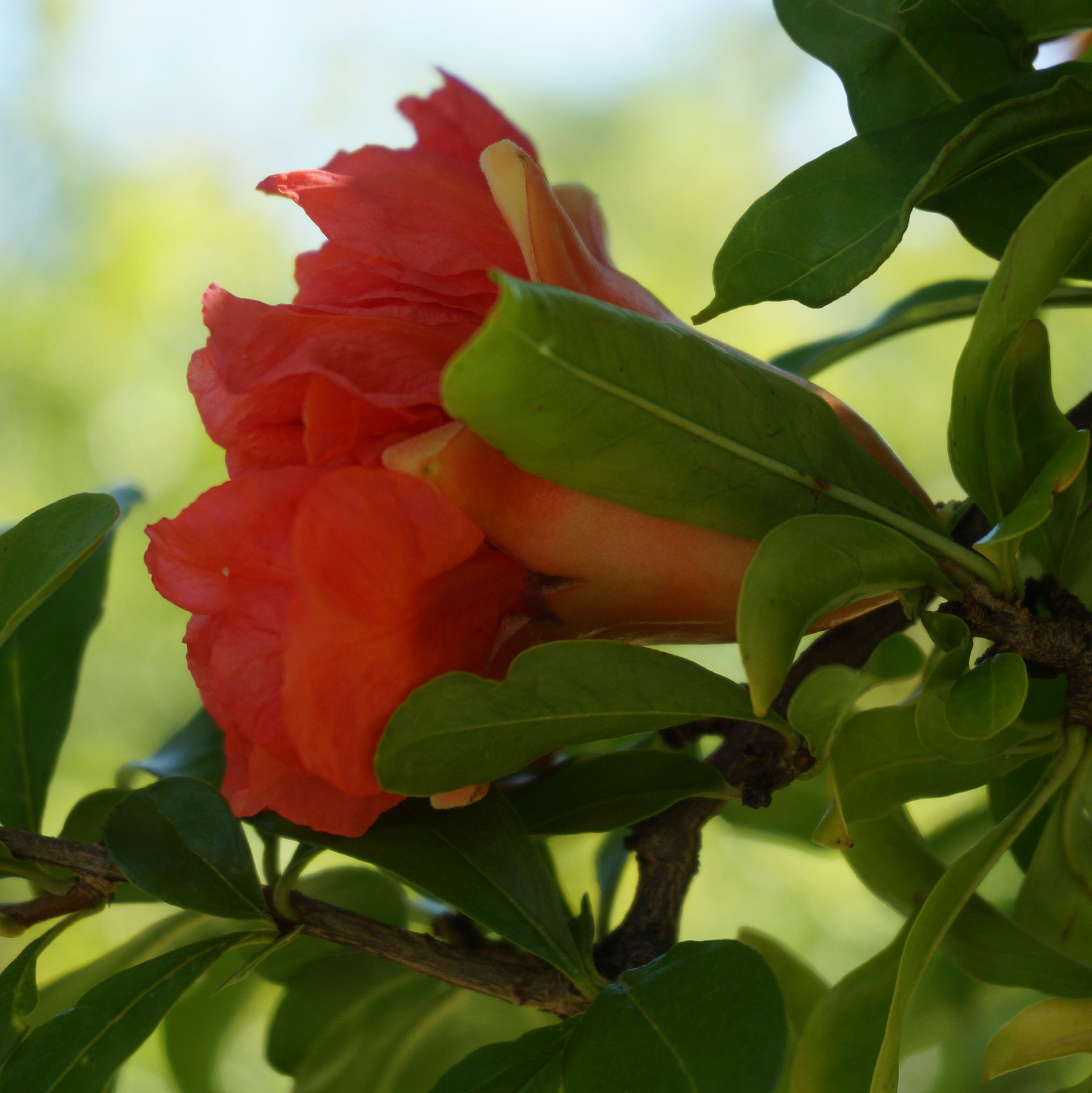 Pomegranate Flower Logo - Pomegranate Ministry | Garden In Delight