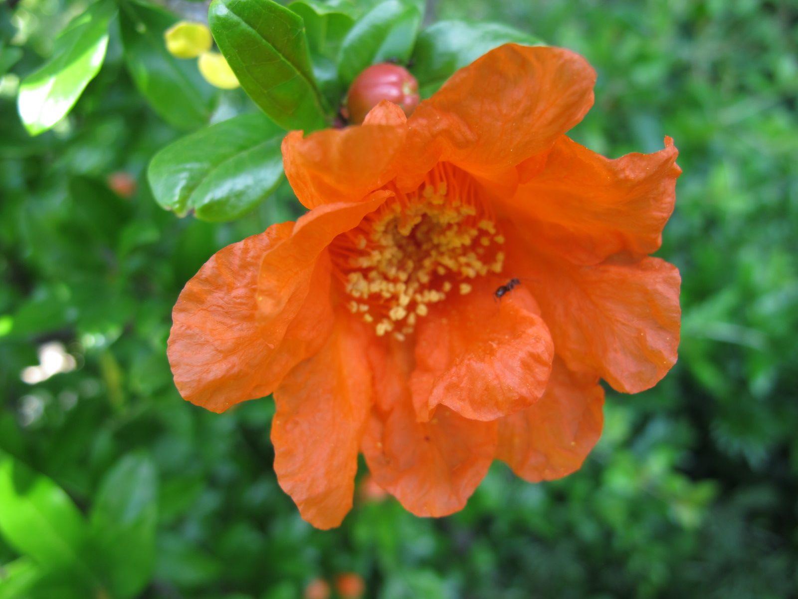 Pomegranate Flower Logo - The pomegranate flowers burst open | Notes on a Spanish Valley