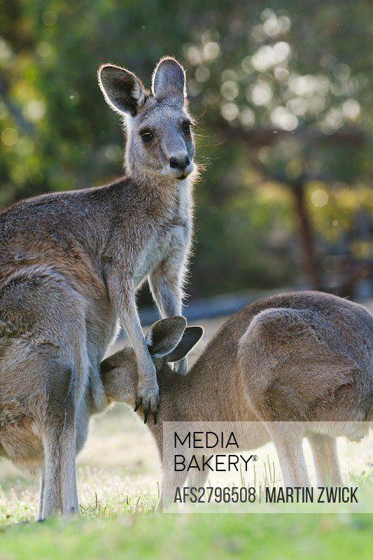 Kangaroo Bakery Logo - Mediabakery - Photo by Age Fotostock - Eastern grey kangaroo ...