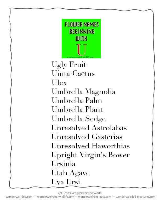 Letter U Plant Logo - Flower Beginning with U, List of Flower Names starting with Letter U ...