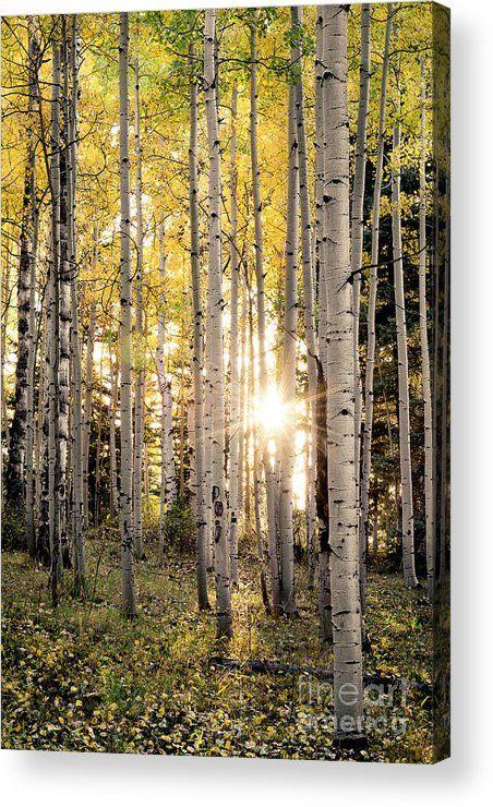 Diane Vertical Logo - Evening In An Aspen Woods Vertical Acrylic Print by The Forests Edge