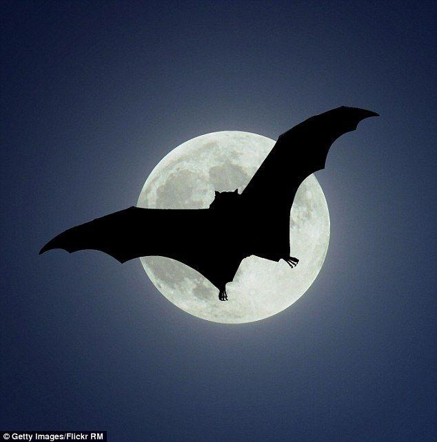 Vampire Bat Logo - What humans can learn about kindness from vampire bats, By Simon