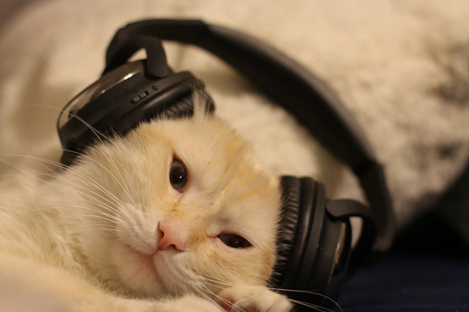 Download Cat Wearing Headphones Logo - LogoDix