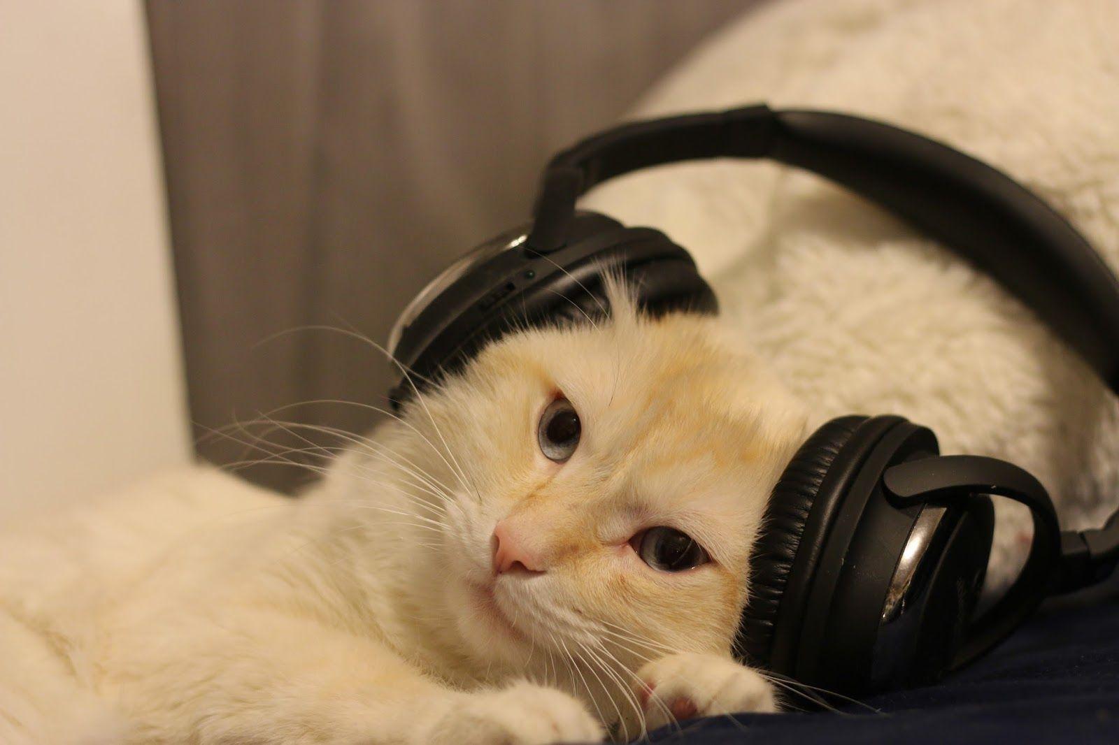 Cat Wearing Headphones Logo LogoDix