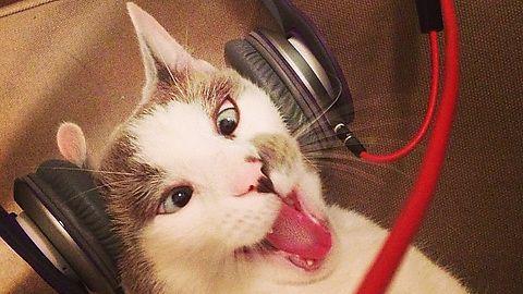 Cat Wearing Headphones Logo - My roommate decided to put her headphones on our cat. This was his ...