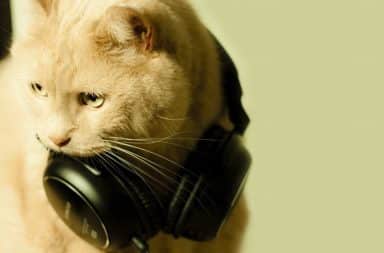 Cat Wearing Headphones Logo - Andrew J. Michaels | Points in Case