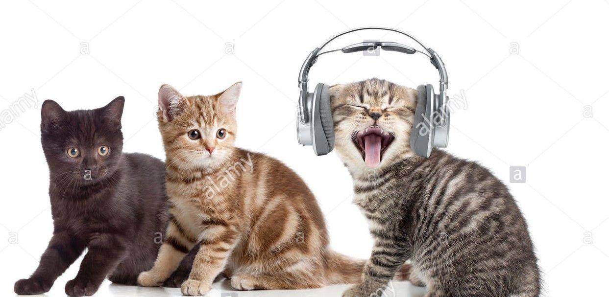 Cat Wearing Headphones Logo - Ep 129 - How to talk to a C*** wearing headphones -