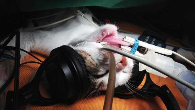 Cat Wearing Headphones Logo - Classical music soothes cats during surgery | MNN - Mother Nature ...