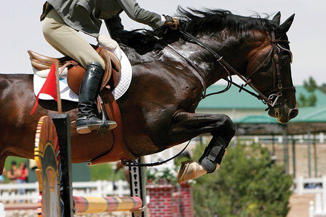 Horse Jumping through Horseshoe Logo - The Farrier's Role in Enhancing Hunter and Jumper Performance