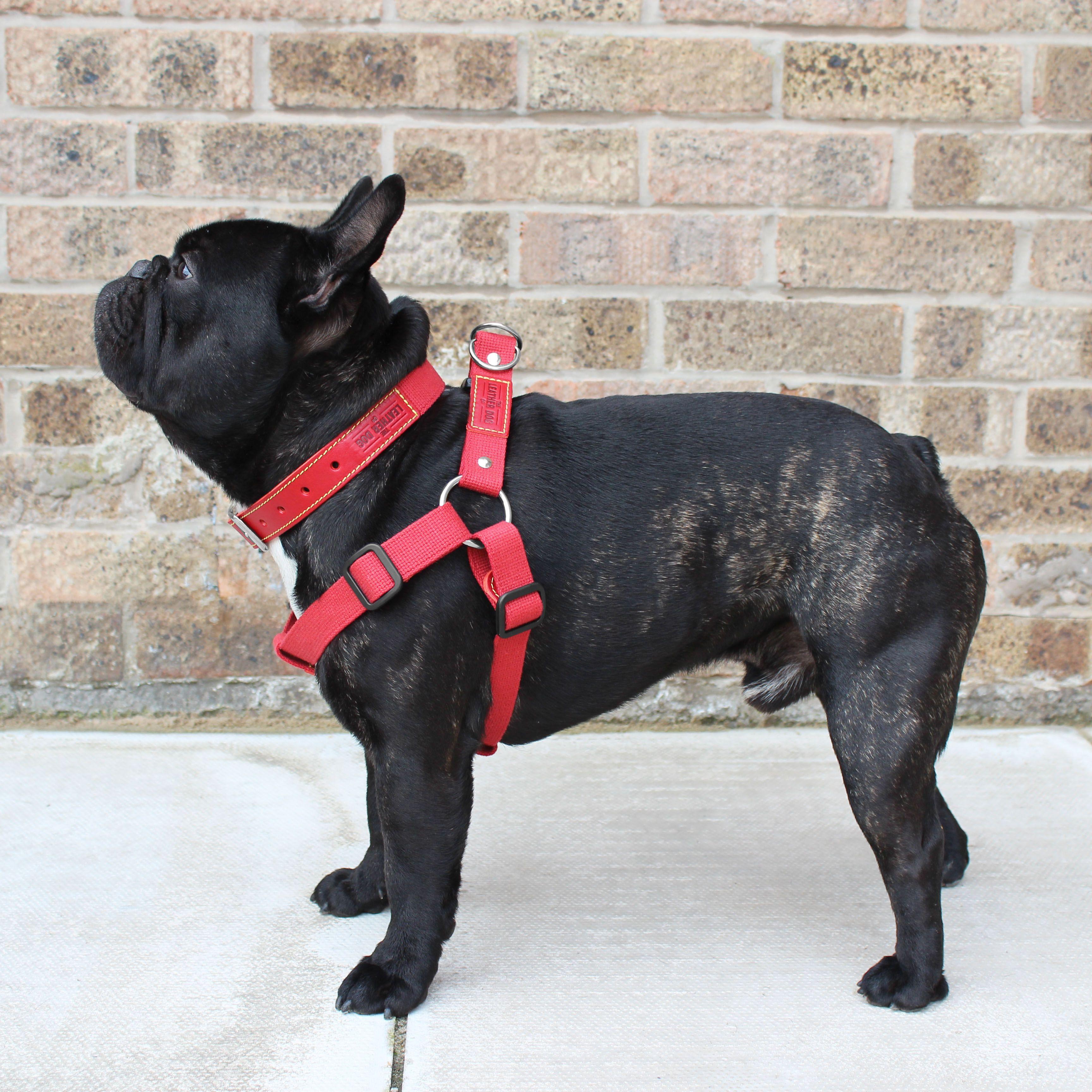 Dog a Red Web Logo - Red Cotton Webbing / Leather Dog Harness - The Leather Dog Co