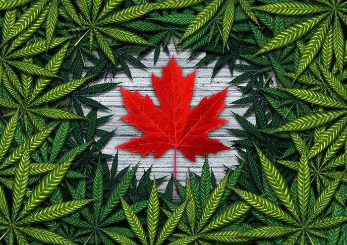 Red Maple Leaf Weed Logo - Better Marijuana Stock: Tilray vs. CannTrust Holdings -- The Motley Fool