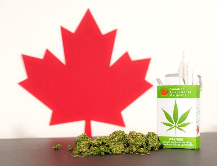 Red Maple Leaf Weed Logo - Better Marijuana Stock: Aurora Cannabis vs. Organigram Holdings ...