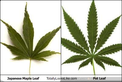 Red Maple Leaf Weed Logo - A sixth-grader in Bedford County, Virginia was suspended from school ...