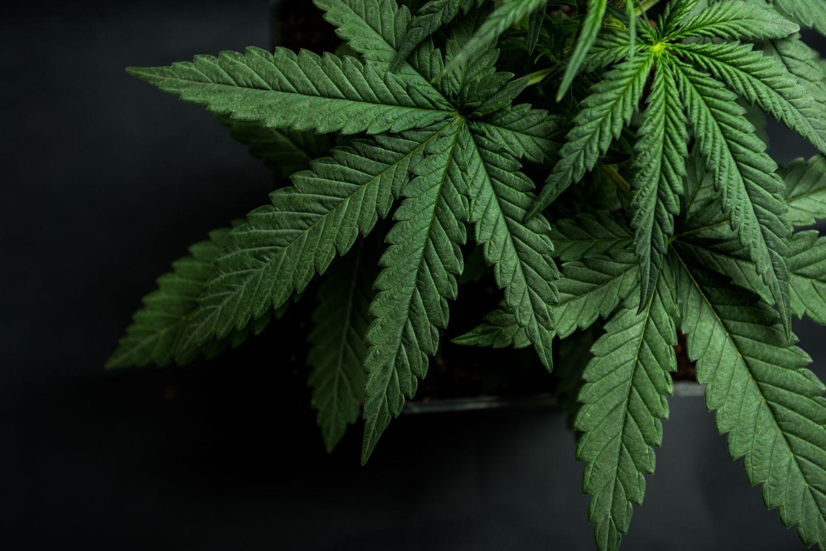 Red Maple Leaf Weed Logo - Dropping the Pot Leaf: 10 Sleek Cannabis Logo Designs • Online Logo ...