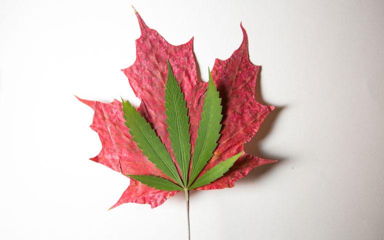 Red Maple Leaf Weed Logo - Canada Legalizing Weed: The Red Maple Leaf Turns Green - botanika life