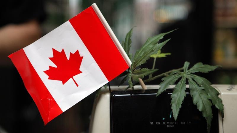 Red Maple Leaf Weed Logo - Canada's Senate approves cannabis bill with amendments | News | Al ...