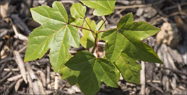 Red Maple Leaf Weed Logo - Weed Trees: How to Identify and Get Rid of Them
