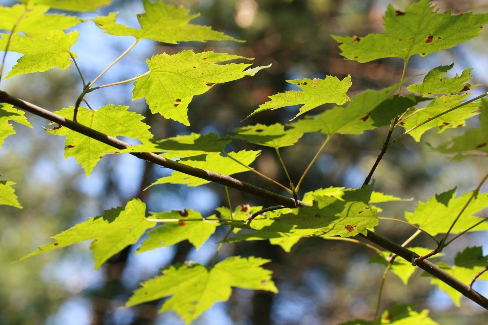 Red Maple Leaf Weed Logo - Mushrooming Together: Red Maple: Can this native new weed of the ...