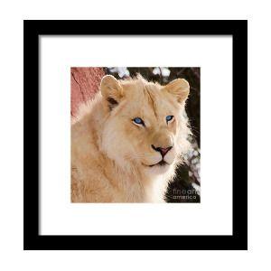 White Lion with Blue Square Logo - White Lion With Blue Eyes Framed Print by Les Palenik