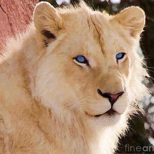 White Lion with Blue Square Logo - White Lion With Blue Eyes Photograph by Les Palenik