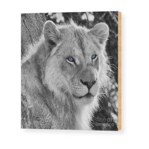 White Lion with Blue Square Logo - White Lion With Blue Eyes Wood Print