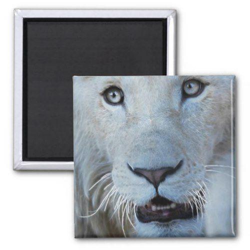 White Lion with Blue Square Logo - A White Lion in South Africa Magnet. Animal Birthday Party